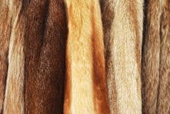 fur coats 22350195